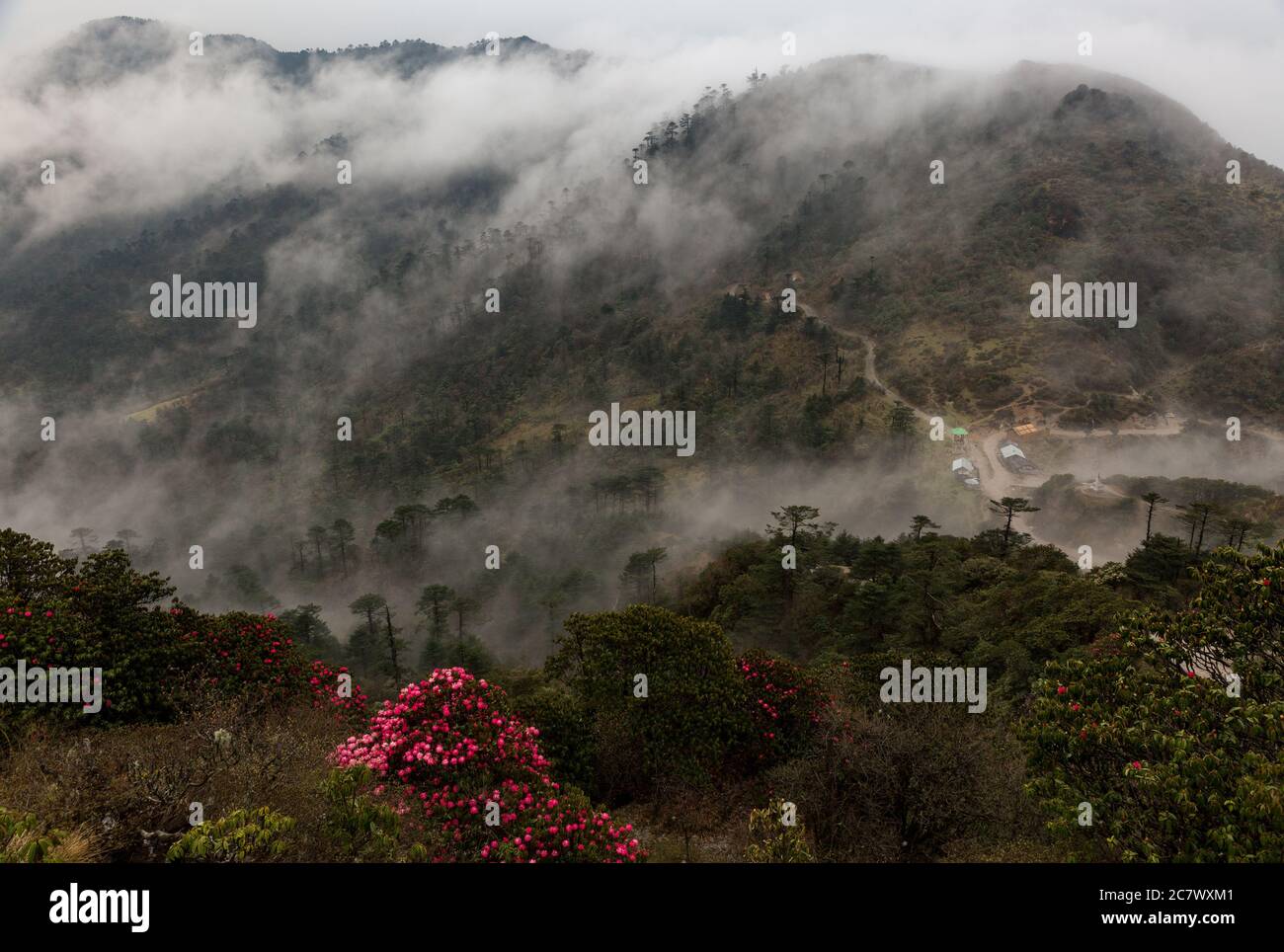 Die Schönheit der Natur´s Sankdakphu Trek, Westbengalen, Indien Stockfoto