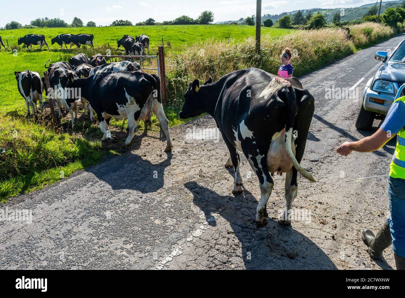 Drimoleague, West Cork, Irland. Juli 2020. Die zehnjährige Niamh Daly überwacht die 70 starke Herde ihres Vaters Colm, die zum Melken auf ihrer Drimoleague-Farm gebracht wird. Quelle: AG News/Alamy Live News Stockfoto
