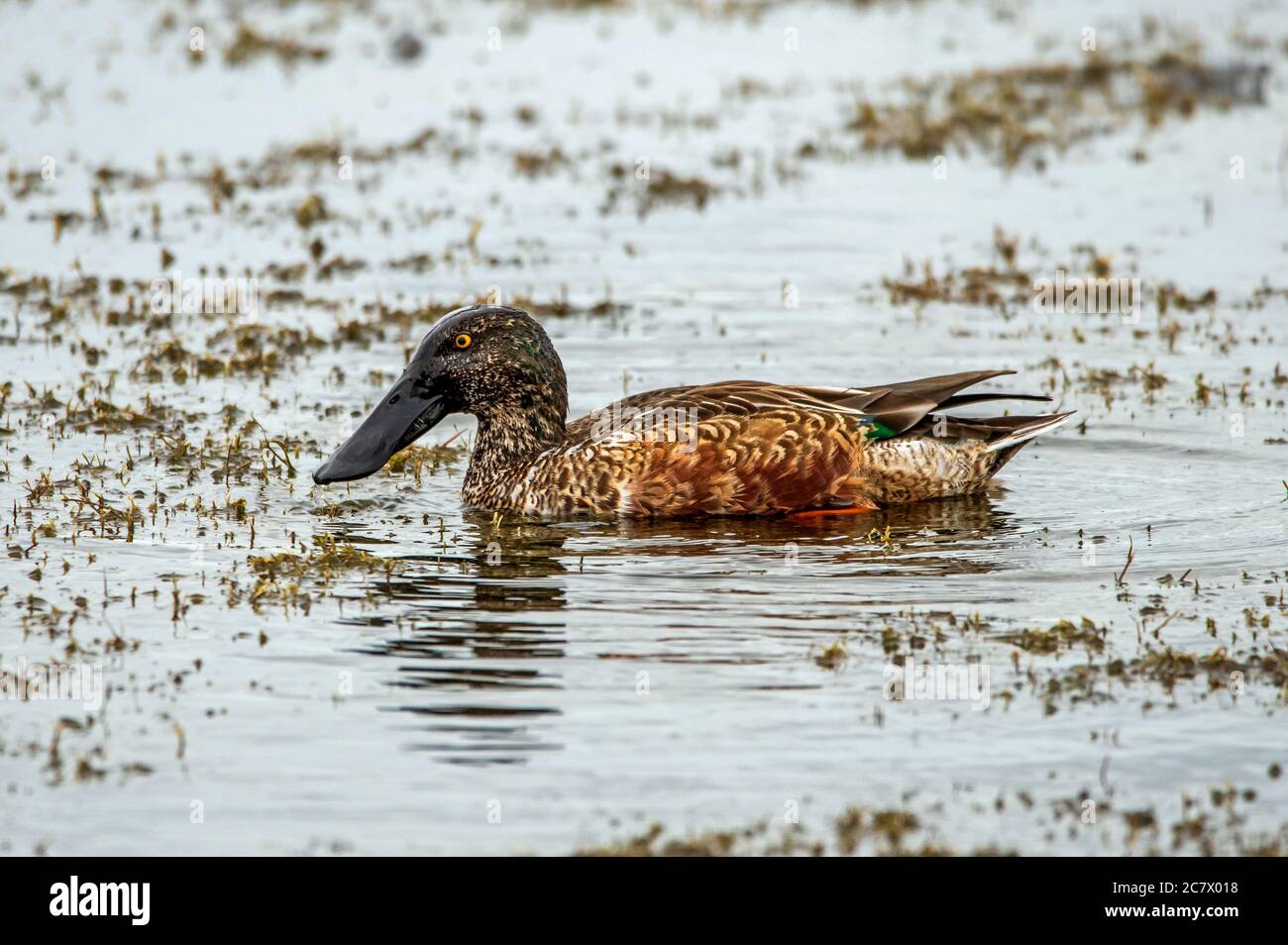 nördliche Schaufelmaschine auf dem See Apopka Stockfoto