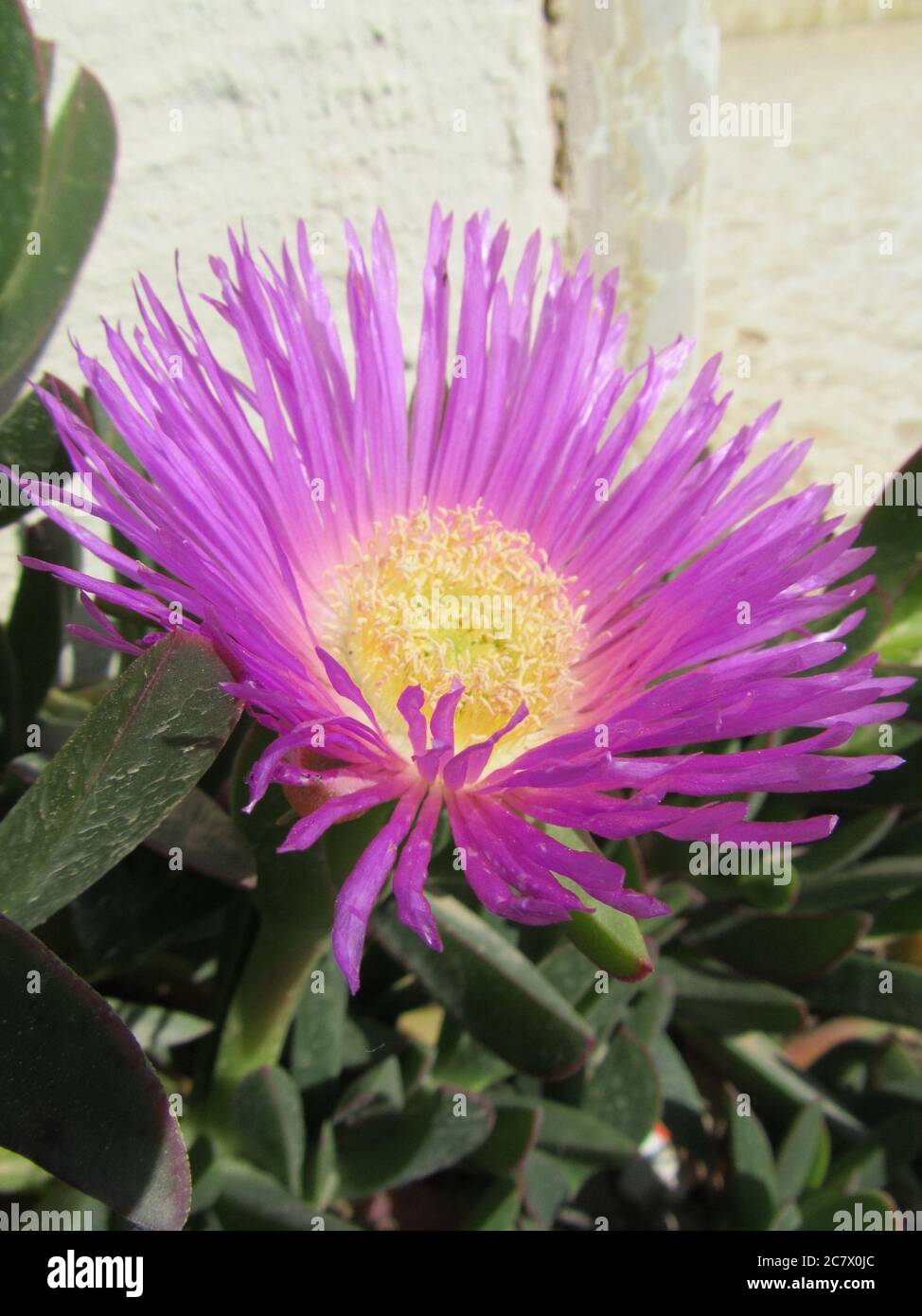 Vertikale Nahaufnahme einer blühenden rosa Hottentot Feige Blume Stockfoto