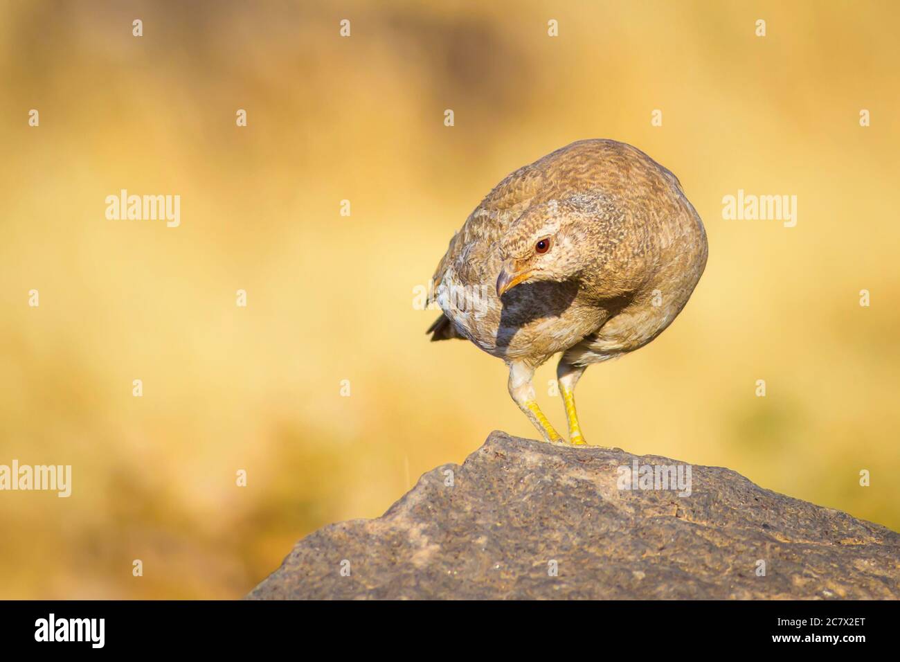 Niedliche gelbe Rebhuhn. Gelber Natur Hintergrund. Vogel: Siehe Rebhuhn. Ammoperdix griseogularis. Stockfoto