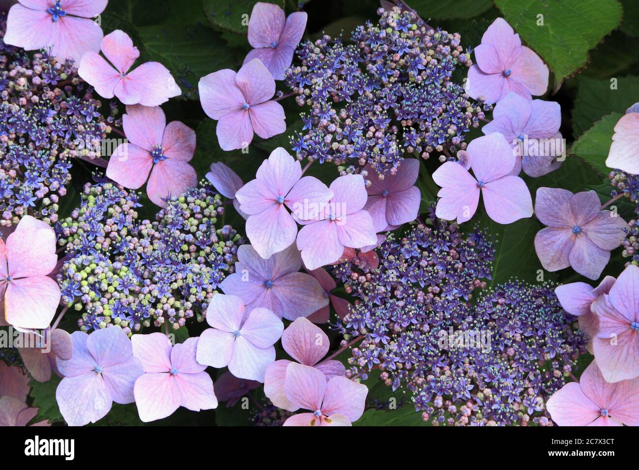 Hortensia macrophylla 'Blue Wave', Hortensia 'Ariesii Perfecta', Spitzenkappe Stockfoto