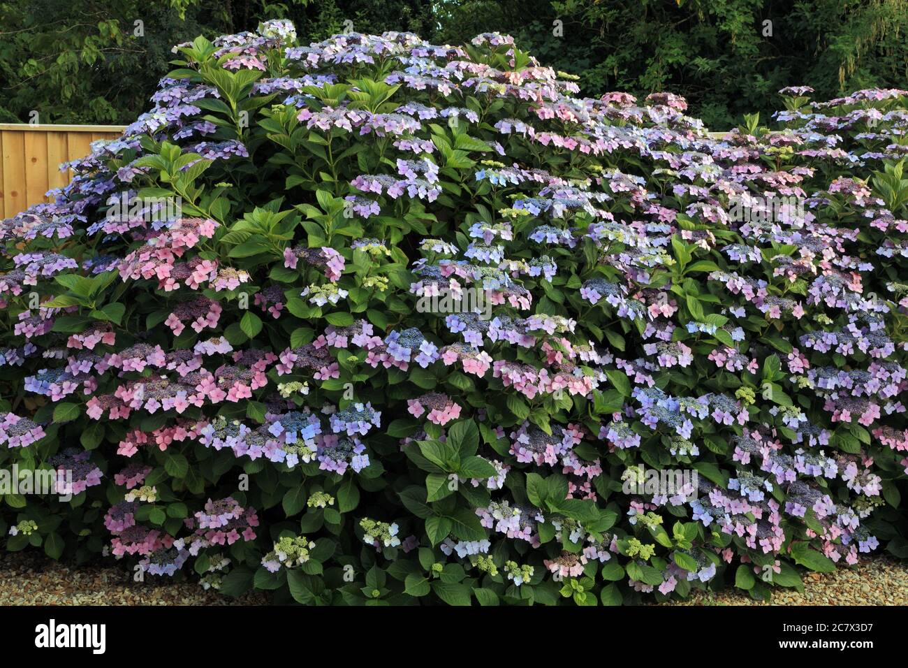 Hortensia macrophylla 'Blue Wave', Hortensia 'Ariesii Perfecta', Spitzenkappe Stockfoto