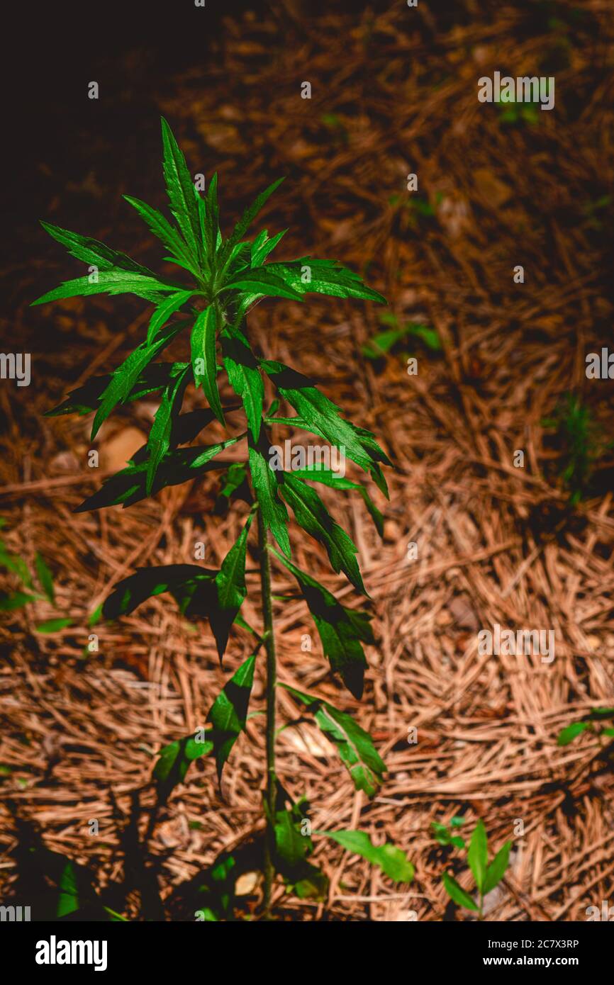 Lebendige grüne Pflanze, die im Wald wächst Stockfoto