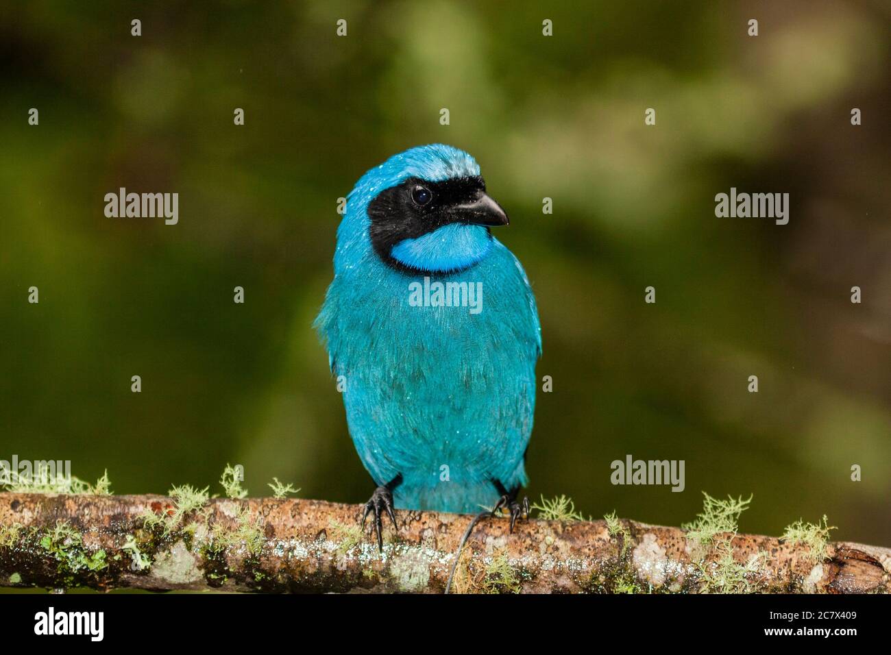 Türkis Jay, Cyanolyca turcosa, in der Guango Lodge in Ecuador Stockfoto