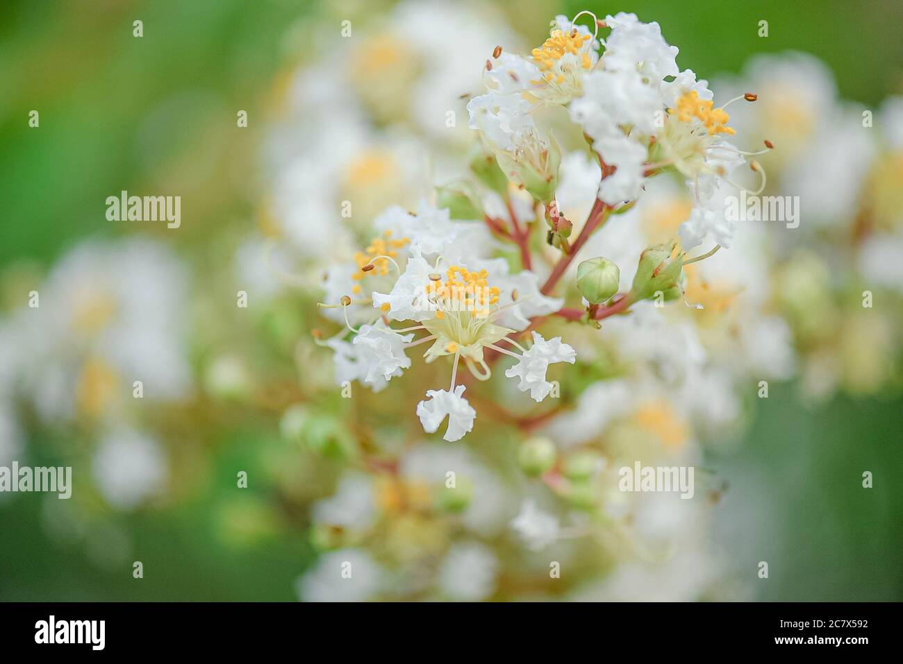 Weiße und gelbe Traube Myrte Blumen Stockfoto