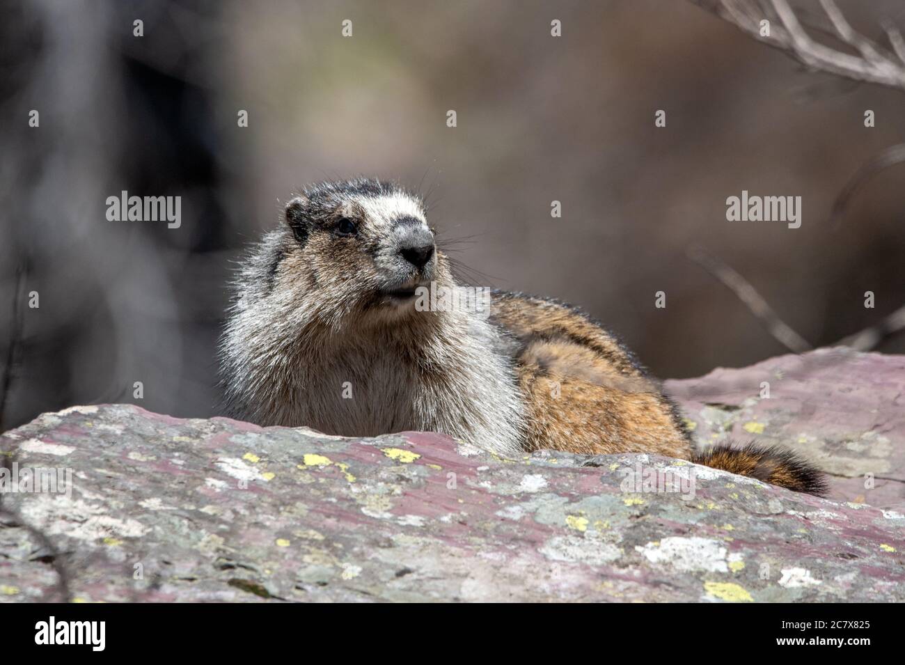 Ein Murmeltier im Glacier National Park. Stockfoto