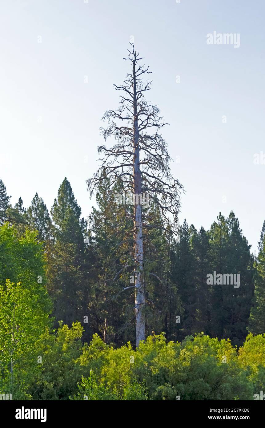 Bilder vom Collier Memorial State Park in Oregon, USA Stockfoto