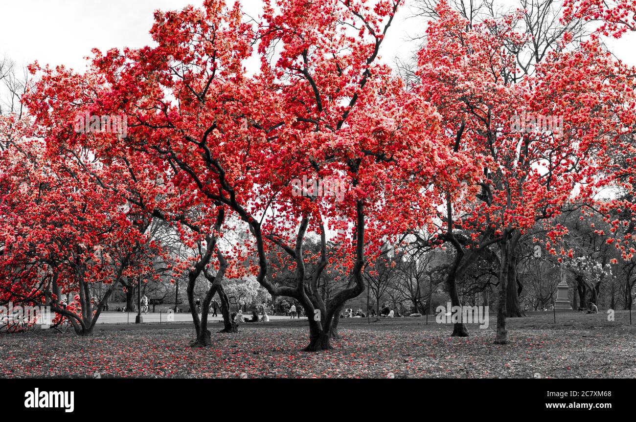 Rote Bäume in einer surrealen schwarz-weißen Waldlandschaft Szene im Central Park, New York City NYC Stockfoto