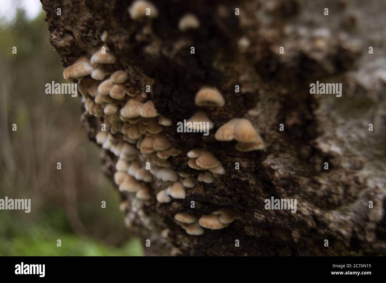 Nahaufnahme von Pilzen auf einem Baum im Wald Stockfoto