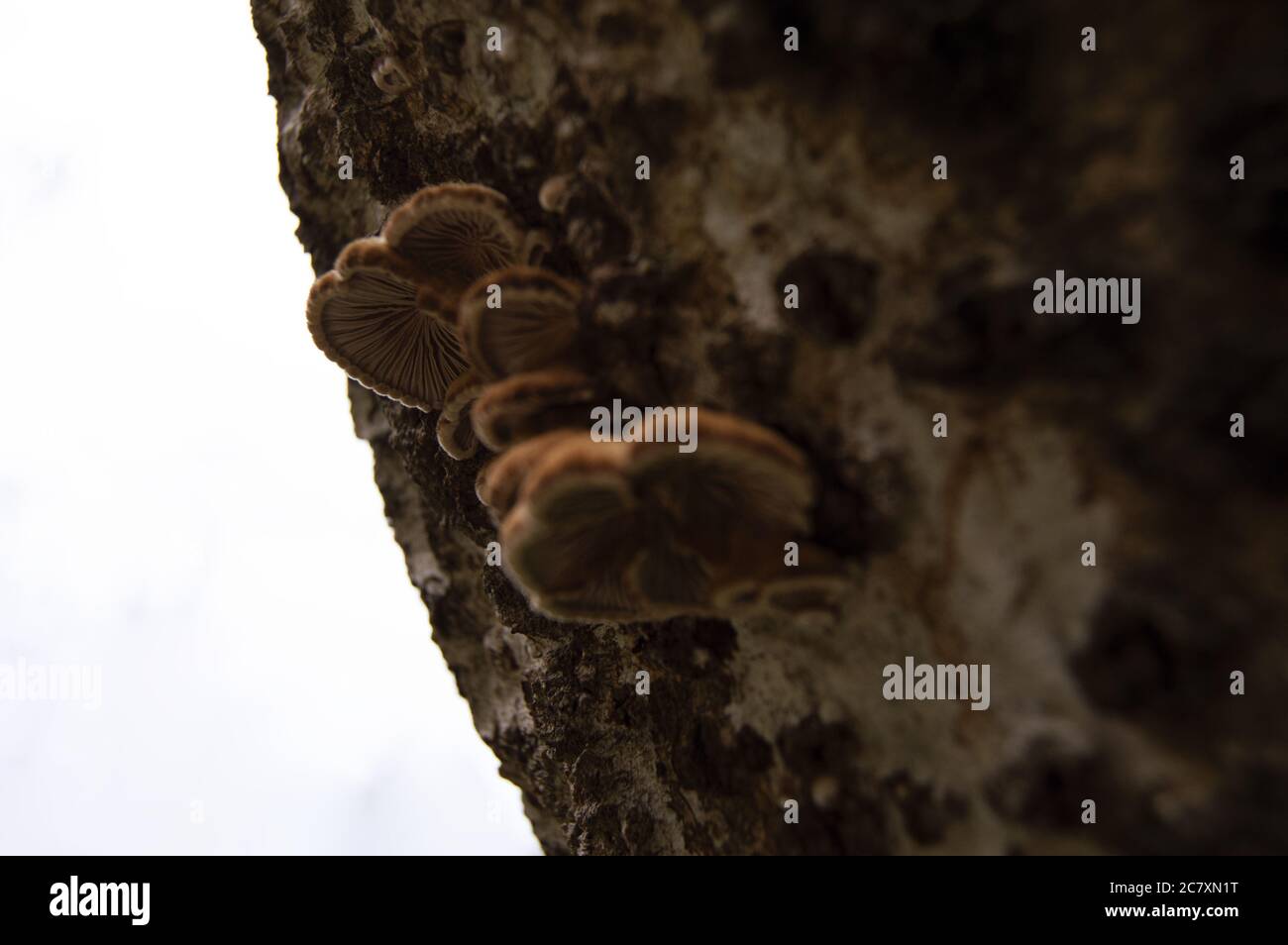 Nahaufnahme von Pilzen auf einem Baum im Wald Stockfoto