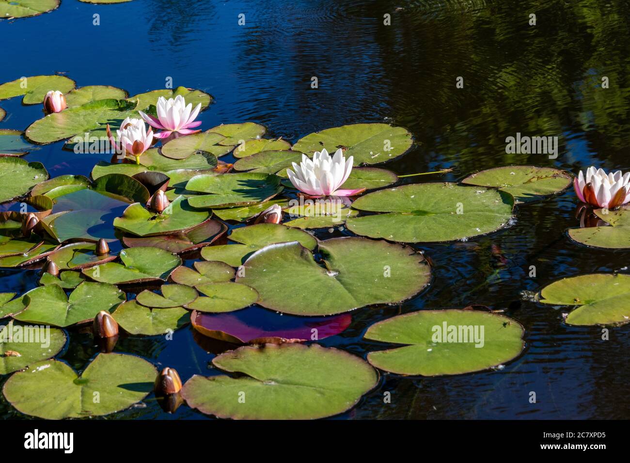 Wasserlillies in einem Teich in Steamboat Springs Stockfoto
