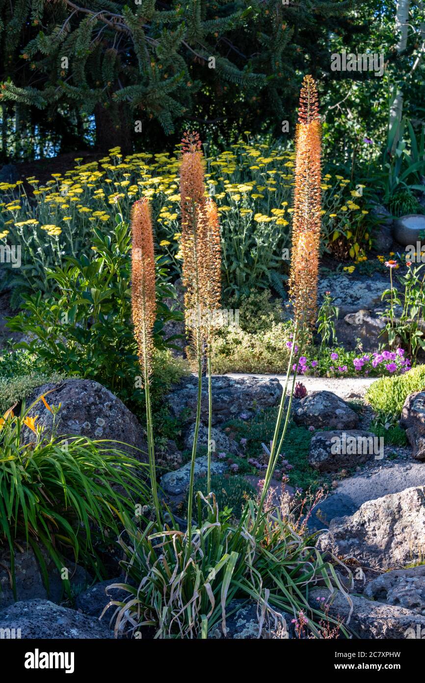 Wildblumen in Blüte in Steamboat Springs Stockfoto