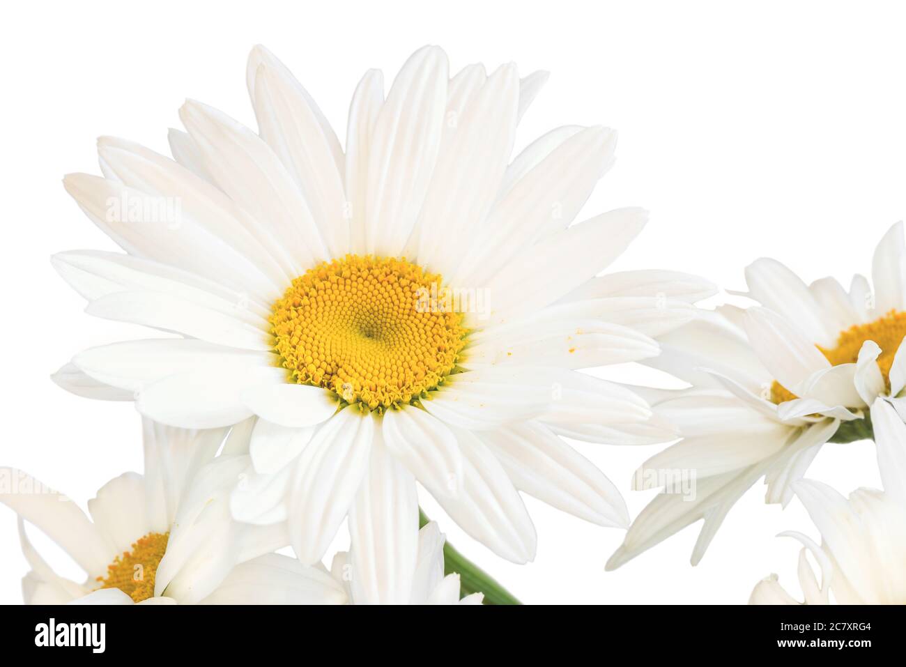 Weiße Gartenkamille (lateinisch Matricária) Nahaufnahme auf weißem Hintergrund. Stockfoto