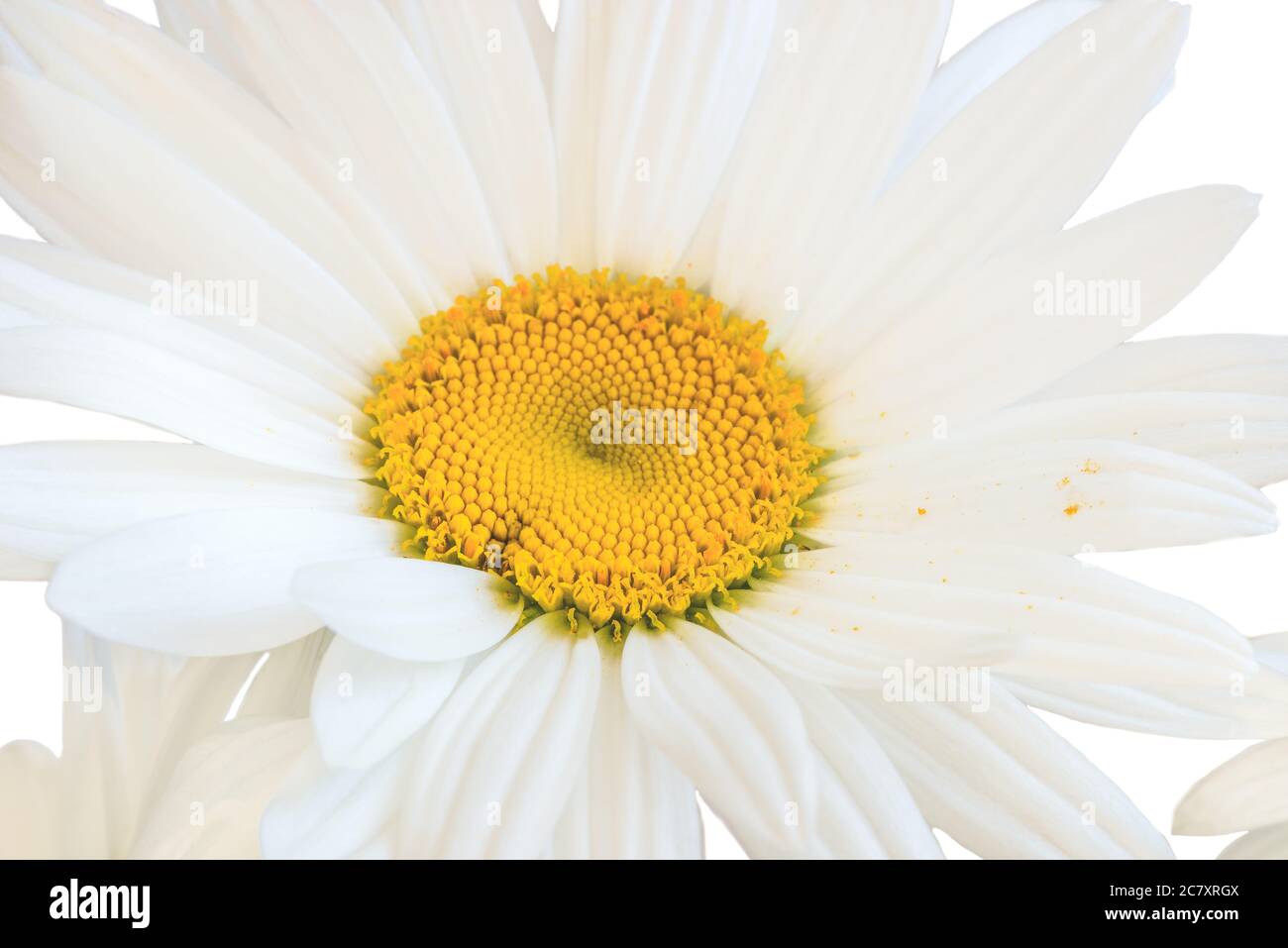 Weiße Gartenkamille (lateinisch Matricária) Nahaufnahme auf weißem Hintergrund. Stockfoto