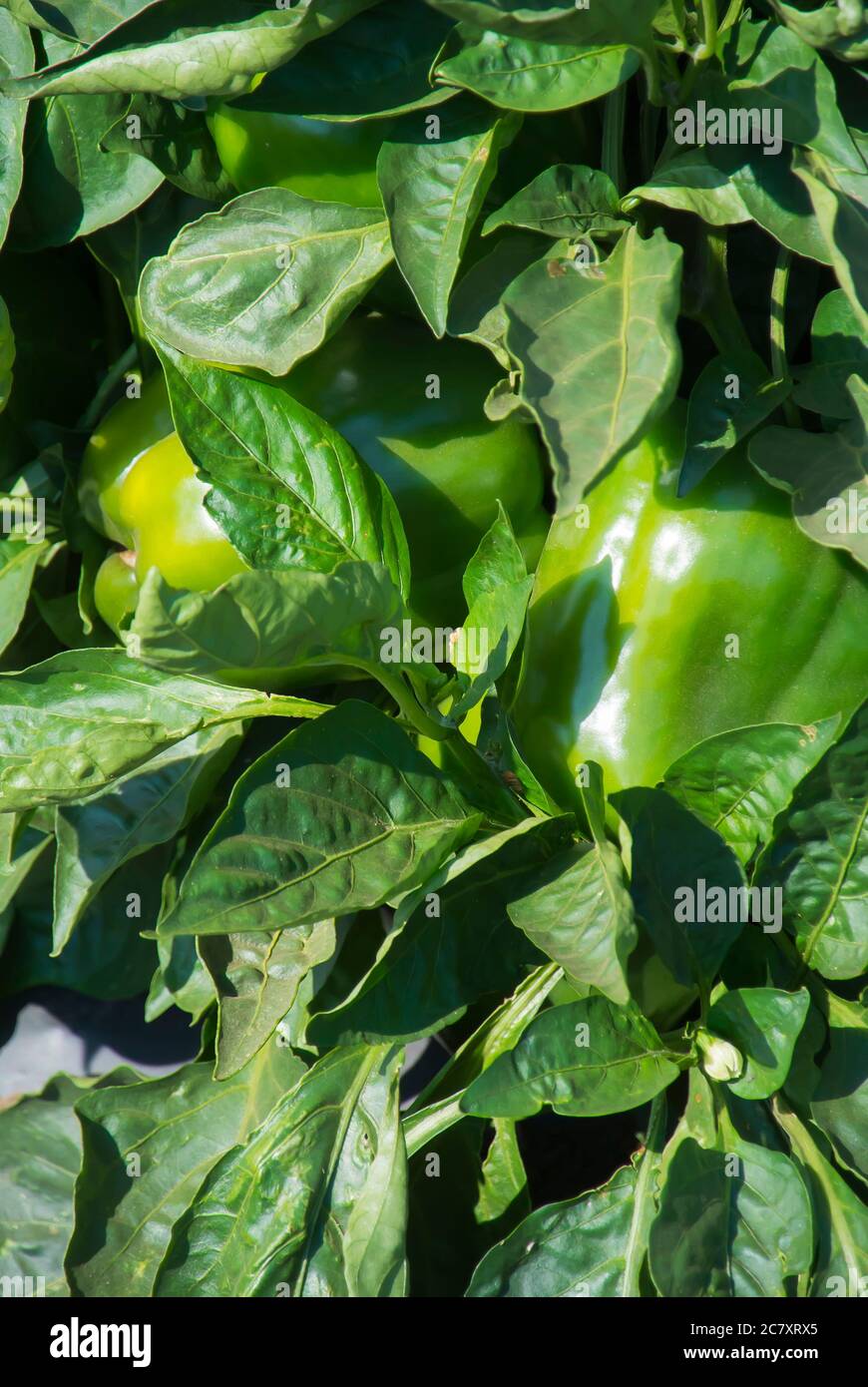 Bell Peppers wächst im Feld Stockfoto