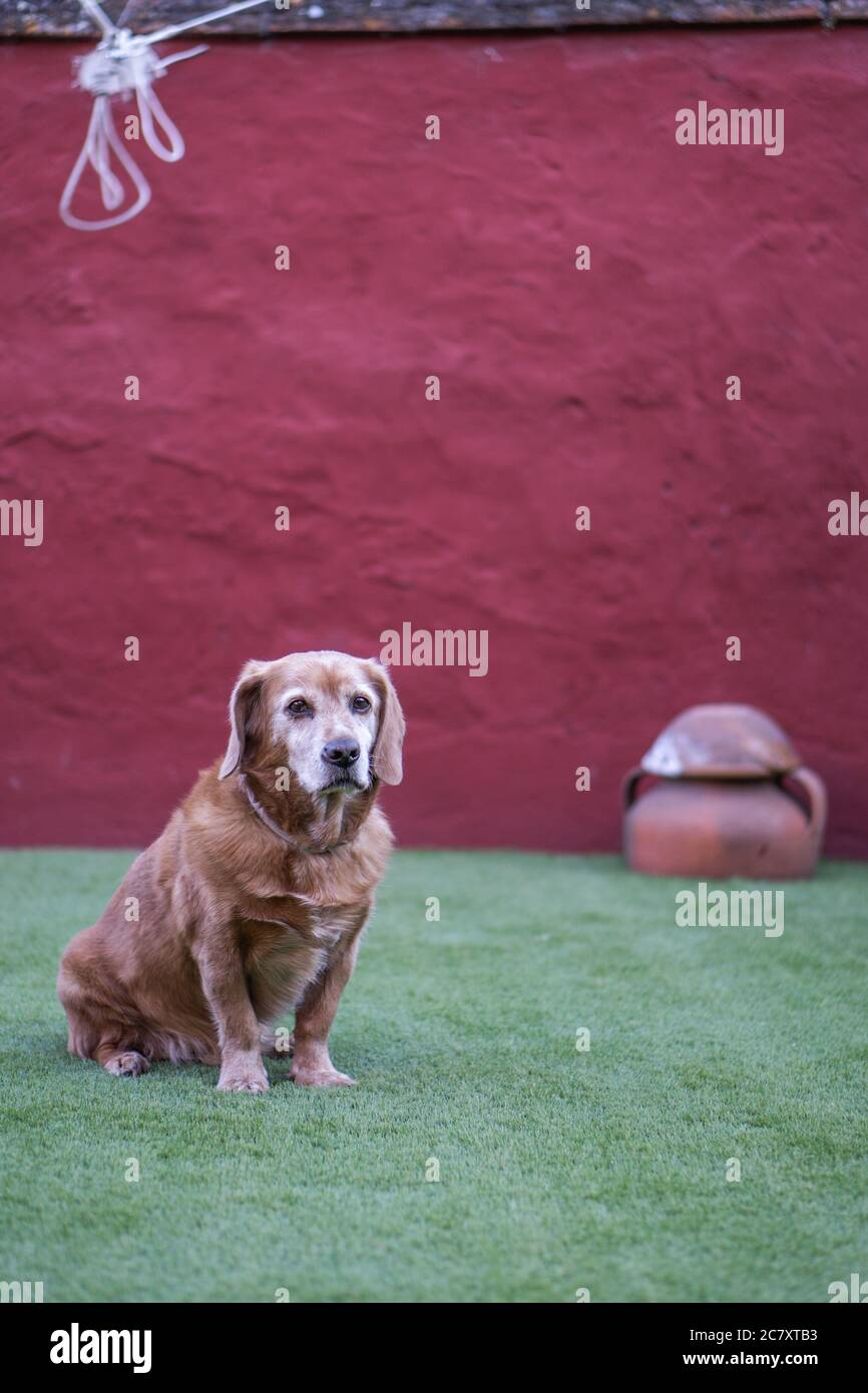 Angenommen Golden Retriever sitzen ruhig auf dem grünen Gras gegen Ein roter Hintergrund Stockfoto