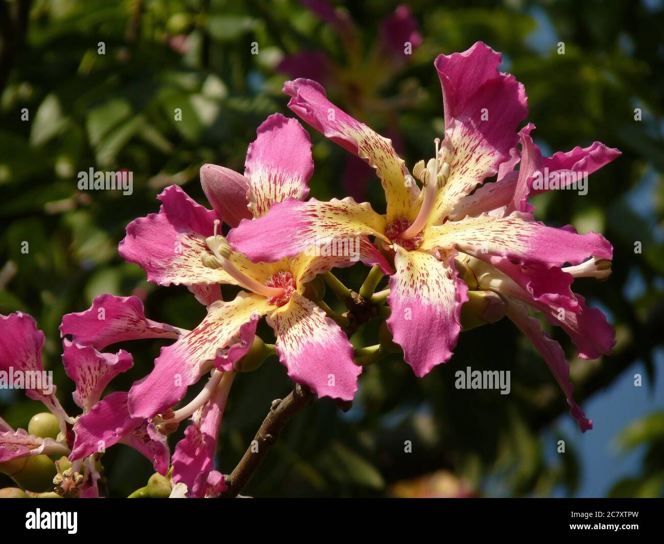 Nahaufnahme von schönen Blumen, die auf einer Seidenseide wachsen Baum unter dem Sonnenlicht Stockfoto