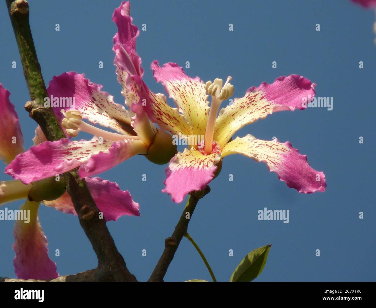 Nahaufnahme von Nadelblumen, die auf einer Seidenseide wachsen Baum Stockfoto