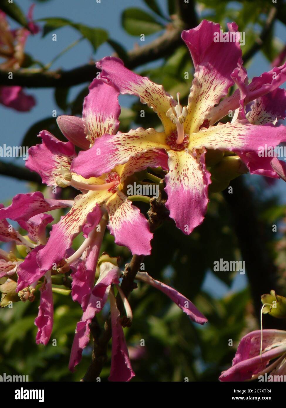 Nahaufnahme von schönen Blumen, die auf einer Seidenseide wachsen Baum unter dem Sonnenlicht Stockfoto