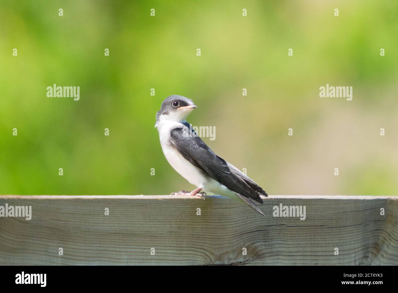 Eine junge Baumschwalbe (Tachycineta bicolor), die buchstäblich Minuten nach ihrem ersten Flug auf einem Zaun thront. Beaumont, Alberta, Kanada. Stockfoto