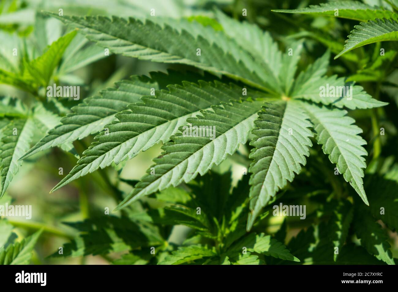 Grünes Cannabisblatt, Indica vegetative Wachstumsstufe aus nächster Nähe. Stockfoto