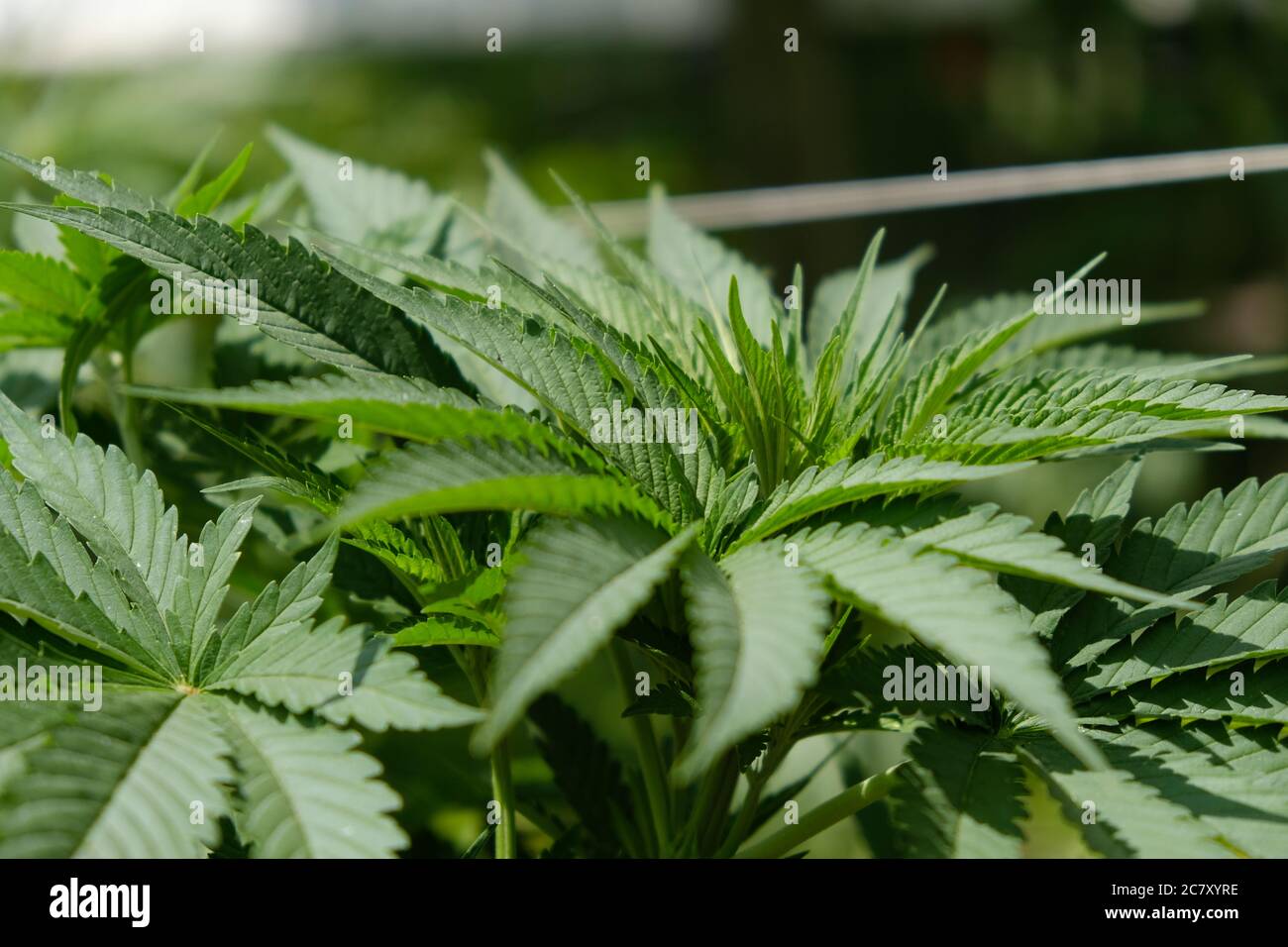Grünes Cannabisblatt, Indica vegetative Wachstumsstufe. Stockfoto