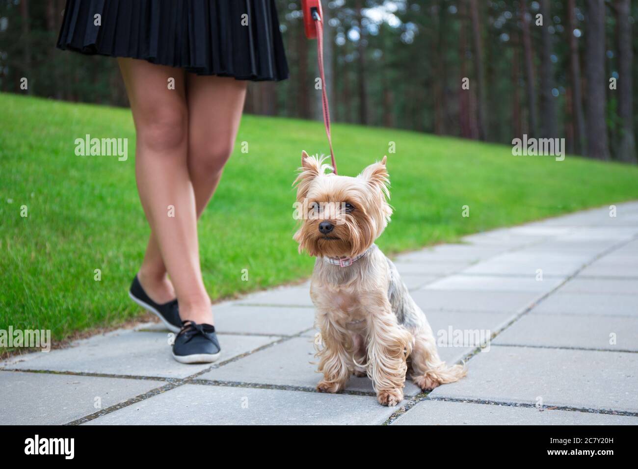 Mädchen zu Fuß mit niedlichen Hund yorkshire Terrier im Park Stockfoto