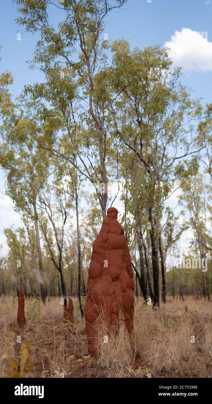 NEST AMEISE IM AUSTRALISCHEN BUSCH. NORTHERN TERRITORY-AUSTRALIEN-NOVEMBER 2019 Stockfoto