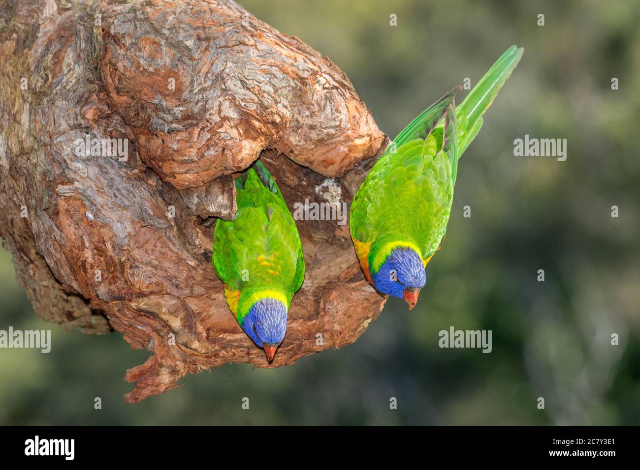 Rainbow Lorikeets thront am Nesteingang Stockfoto