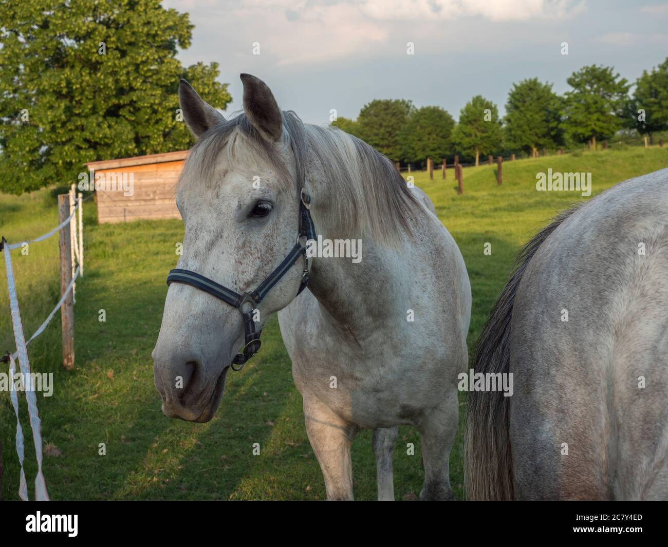 Portrait des stehenden weißen Kladruber Pferdes Equus bohemicus auf der grünen Weide Corral älteste tschechische Pferderasse, eine der ältesten der Welt Stockfoto