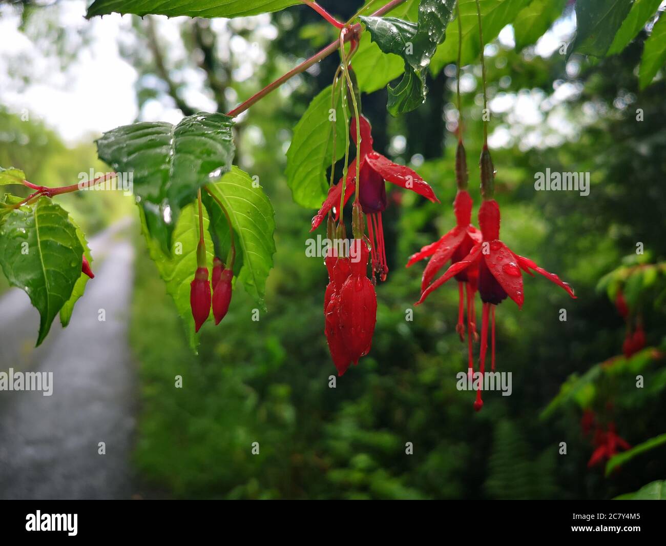 Fuschienpflanze im Sommer mit roten Blüten, die an grünen Zweigen über eine Straße hängen Stockfoto