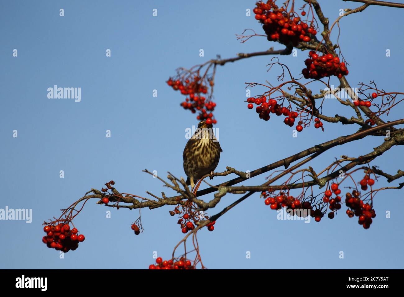 Rotflügel füttert Winterbeeren Stockfoto