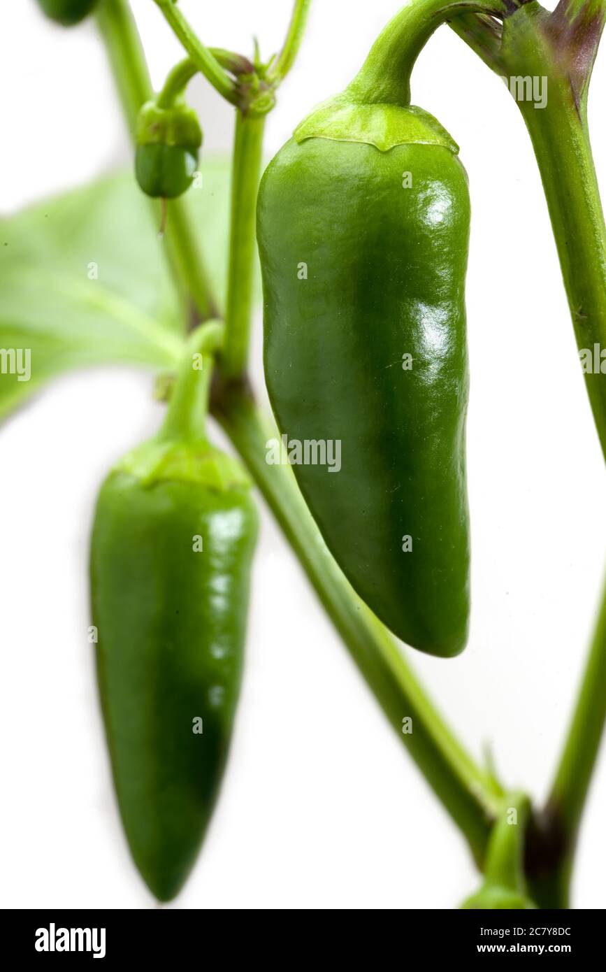 Grüne Paprika mit Pflanze isoliert auf weiß Stockfoto