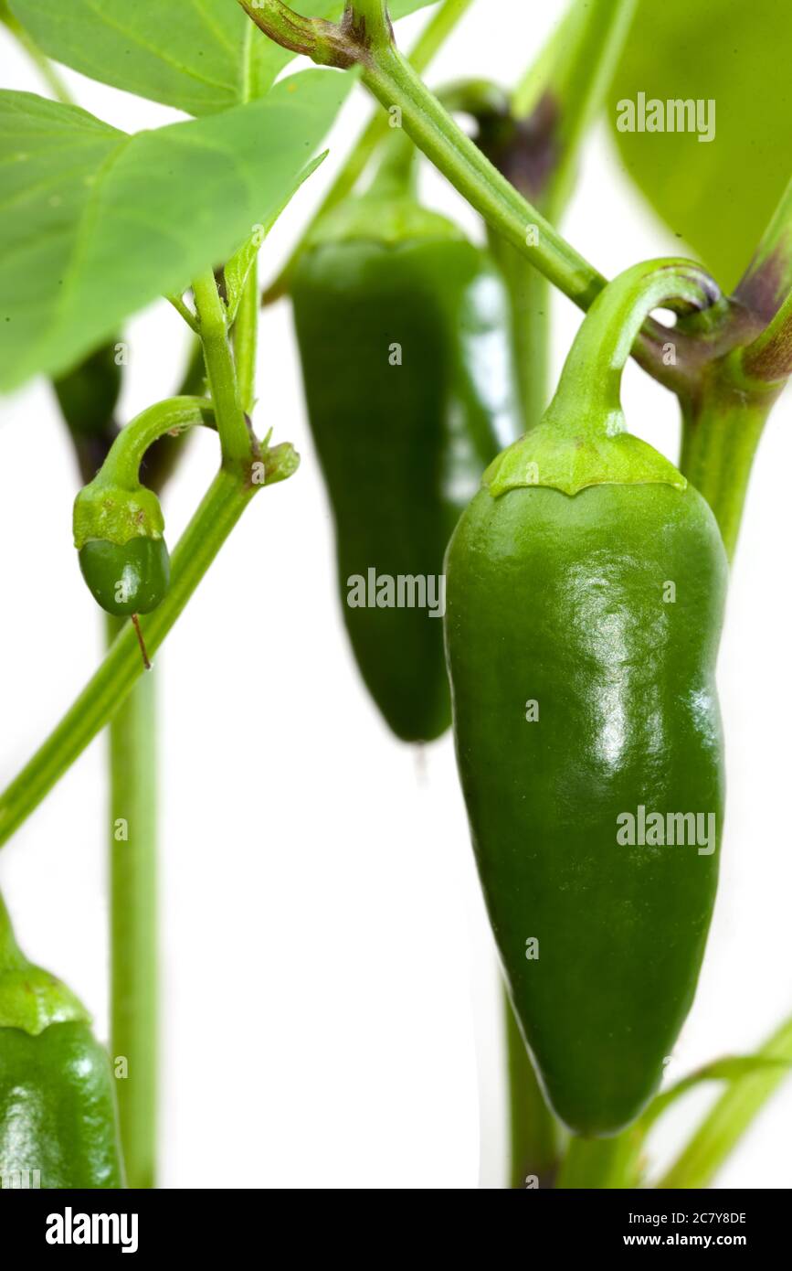 Wachsende Paprika isoliert Stockfoto