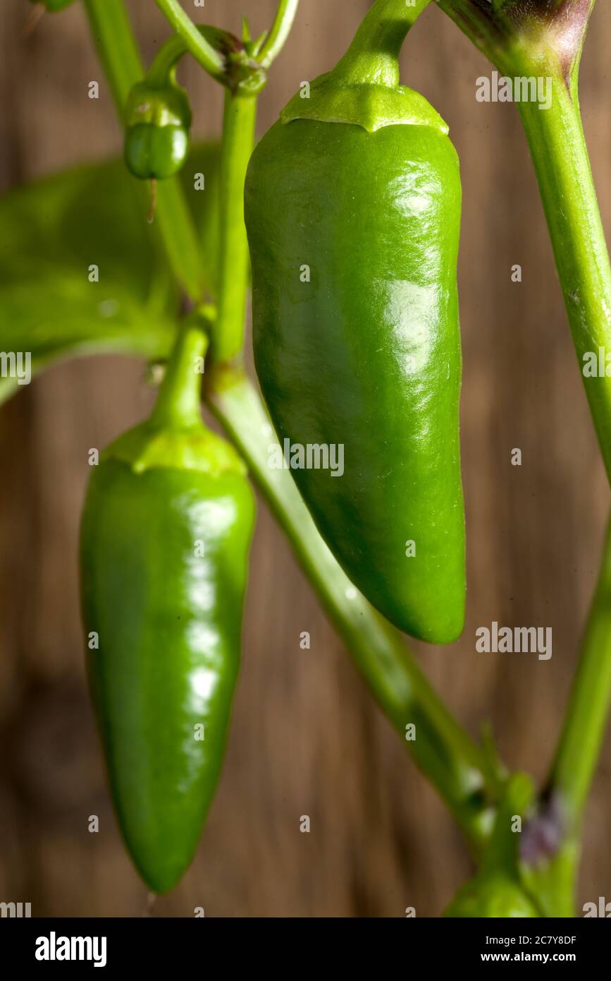 Paprika im Garten anbauen Stockfoto