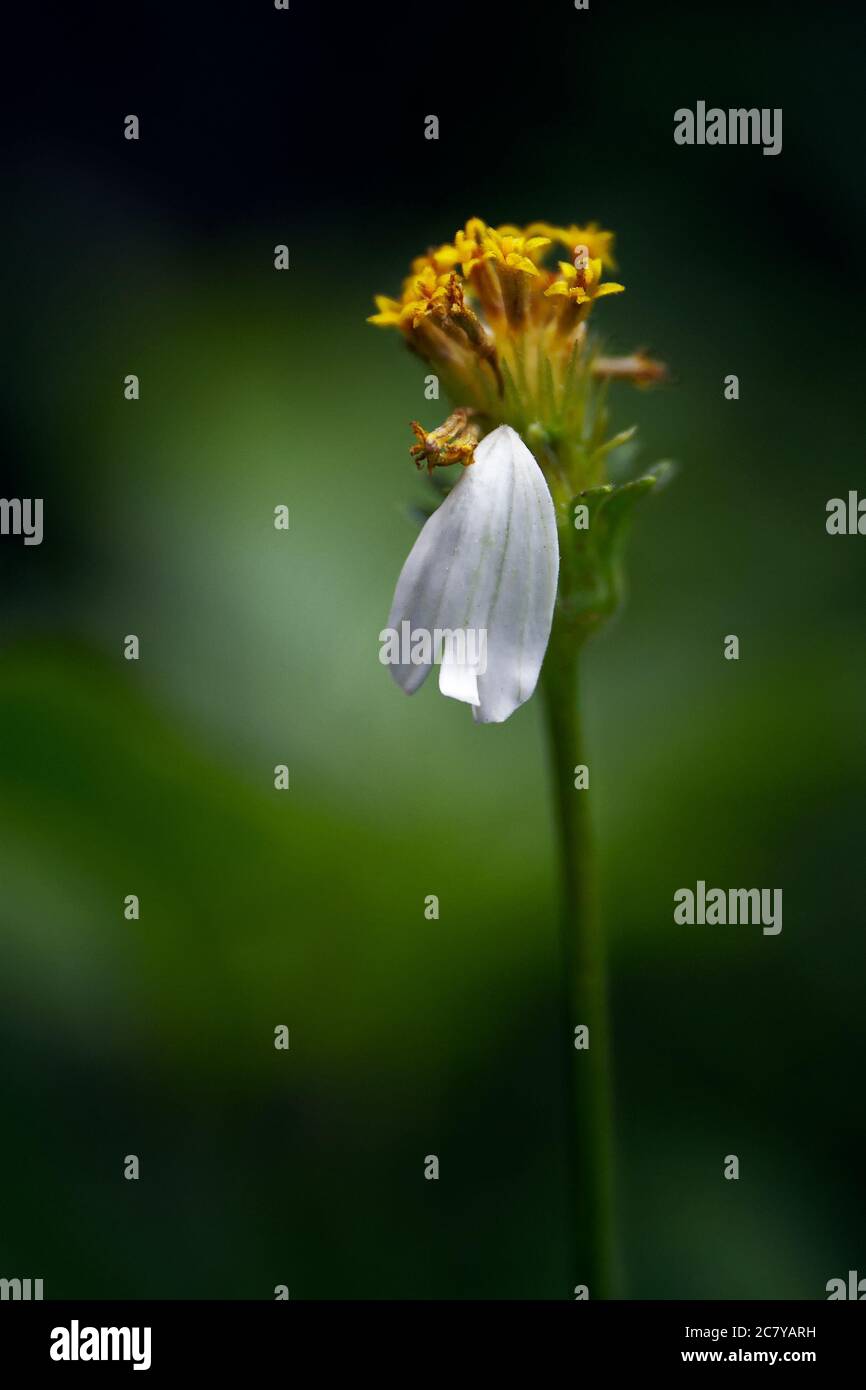 Vertikale selektive Fokusaufnahme eines sterbenden Schäferhundes Nadeln Blume Mit einem einzigen weißen Blütenblatt Stockfoto