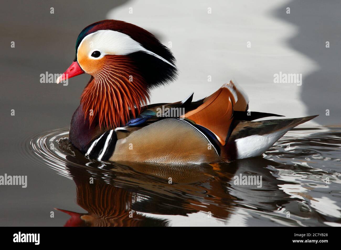 Mandarinente (Aix galericulata), oder einfach nur Mandarine, ist eine mittelgroße Barchente, die eng mit der nordamerikanischen Holzente verwandt ist. Der Erwachsene Mann i Stockfoto