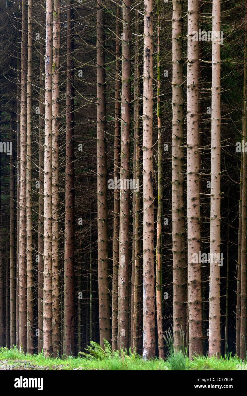 Wald von Pinien im Norden Schottlands. Stockfoto