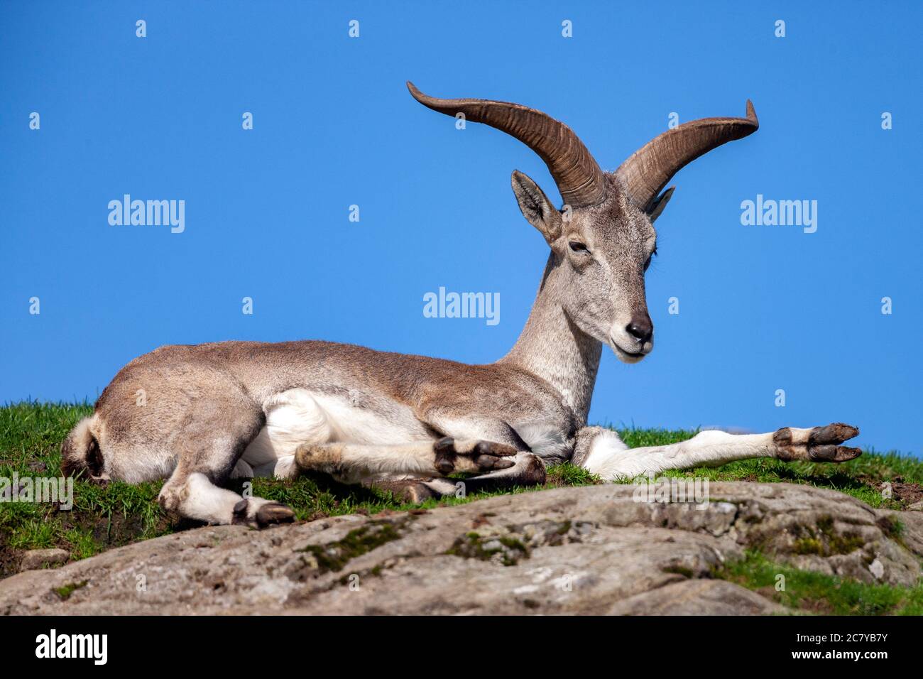 Die Bharal (Pseudois nayaur), auch genannt die Helan Shan Blue Sheep, chinesische Blue Sheep, Himalayan Blue Sheep oder Naur. Native auf den Himalaya Gebieten o Stockfoto