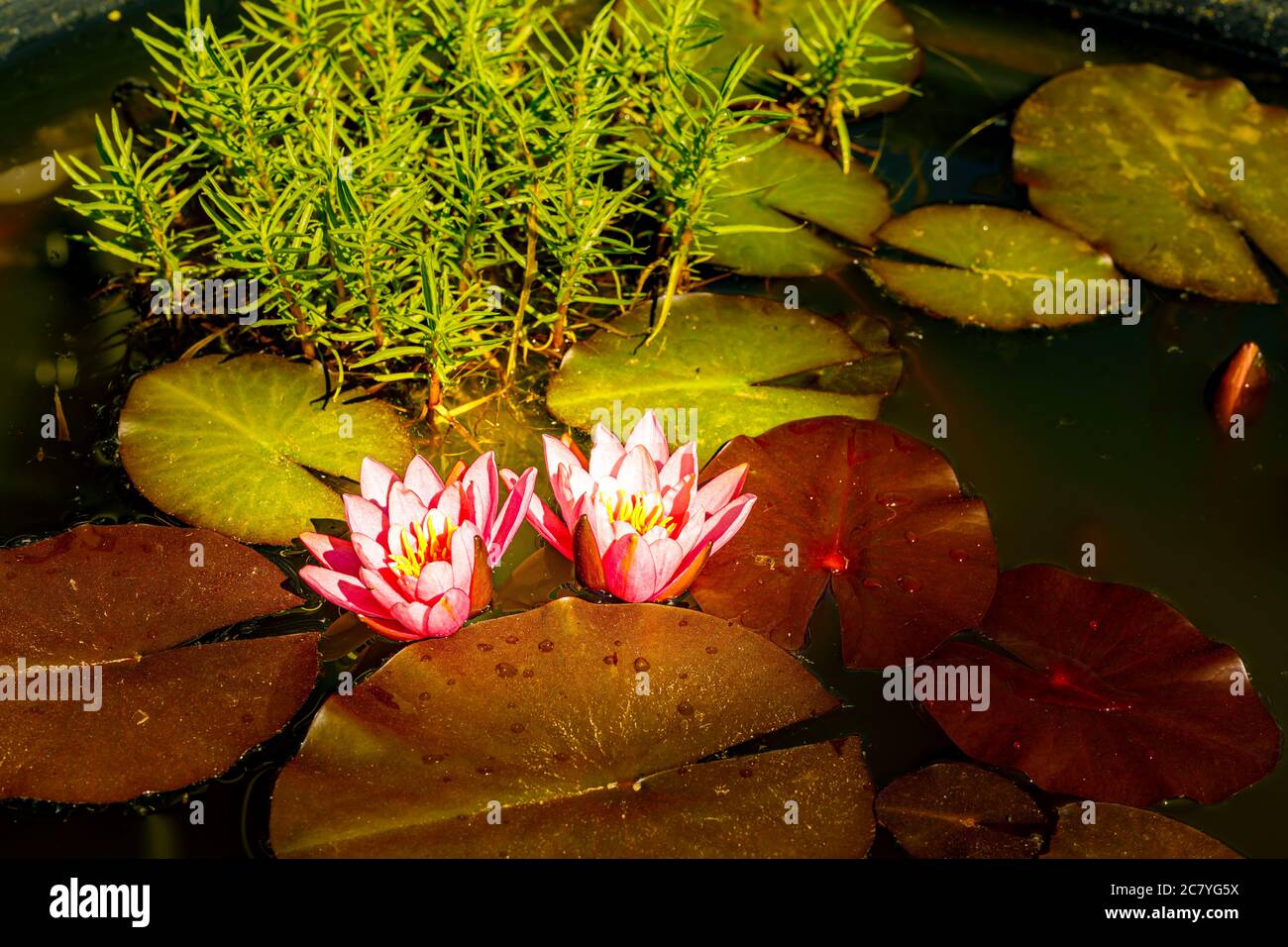 Unterwasseraufnahme von lilien im teich Fotos und Bildmaterial in