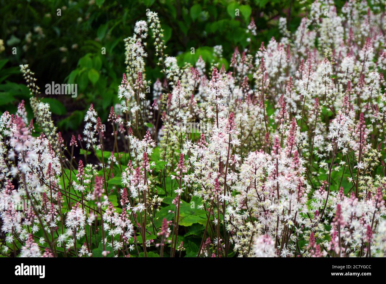 Tiarella Foamflower Heartleaf (Spring Symphony) in den Grenzen der RHS Garden Harlow Carr, Harrogate, Yorkshire, England, Großbritannien angebaut. Stockfoto