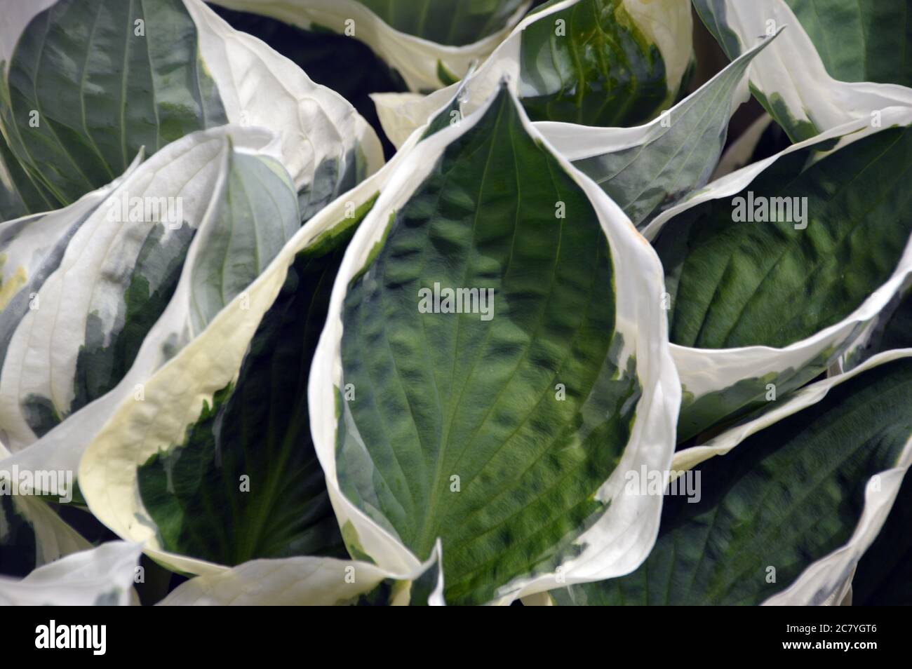 Dunkelgrüne/cremig-weiße Ränder, Husta 'Minuteman' (Plantain Lily) Blätter, die an einer Grenze im RHS Garden Harlow Carr, Harrogate, Yorkshire, angebaut werden. England, Stockfoto