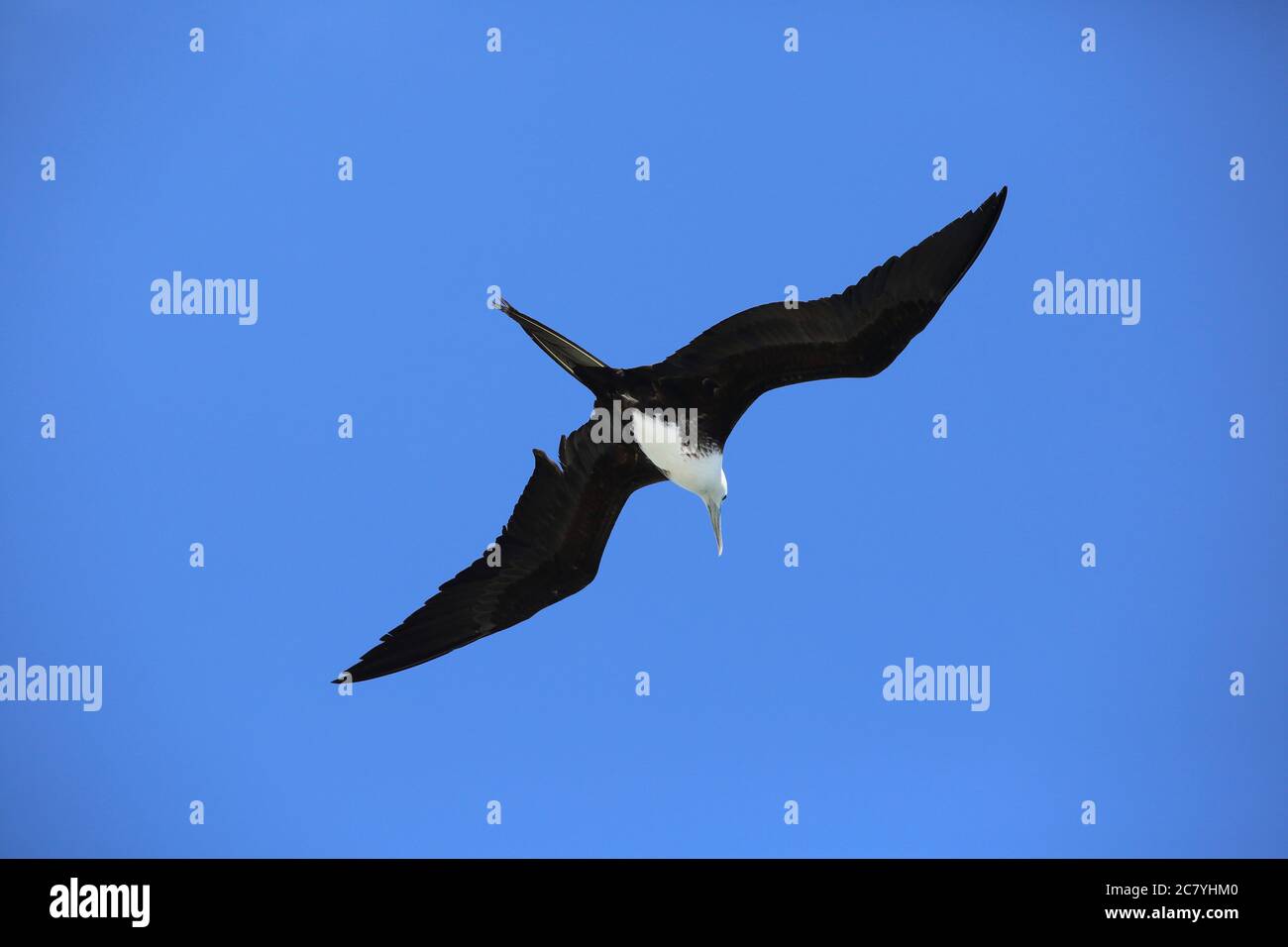 Möwe Stockfoto