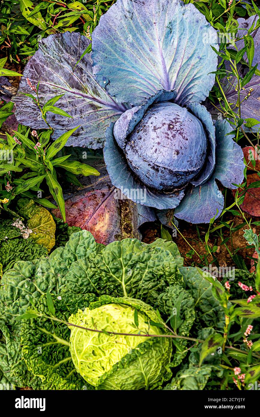Zwei schöne Kohlköpfe, die auf einem Feld im Hochsommer wachsen- blauer und violetter Rotkohl und grüner wirsing-Kohl. Stockfoto
