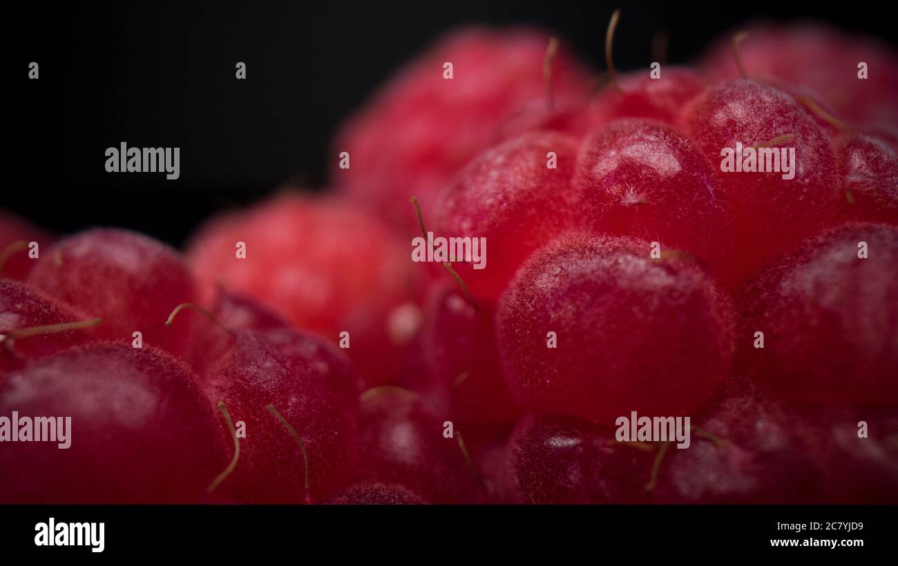 Makroansicht von Himbeeren. Frische, feste und schmackhafte Himbeere aus nächster Nähe. Rohe Bio vegane Sommer-Snacks, Waldbeeren. Stockfoto