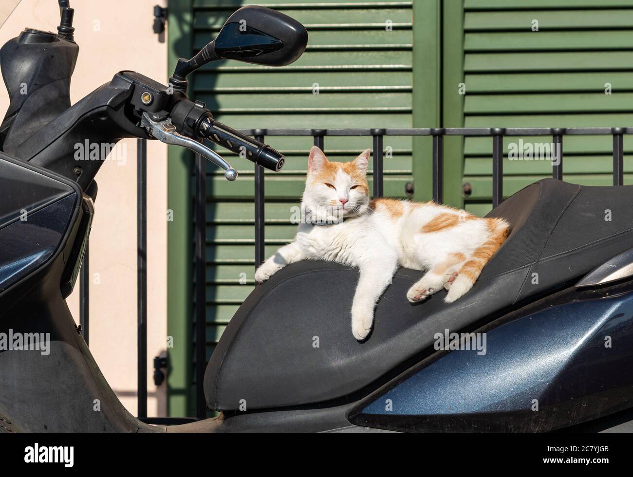 Eine weiß-rote Katze im Sitz eines Motorrollers, der die Sonne genießt. Stockfoto