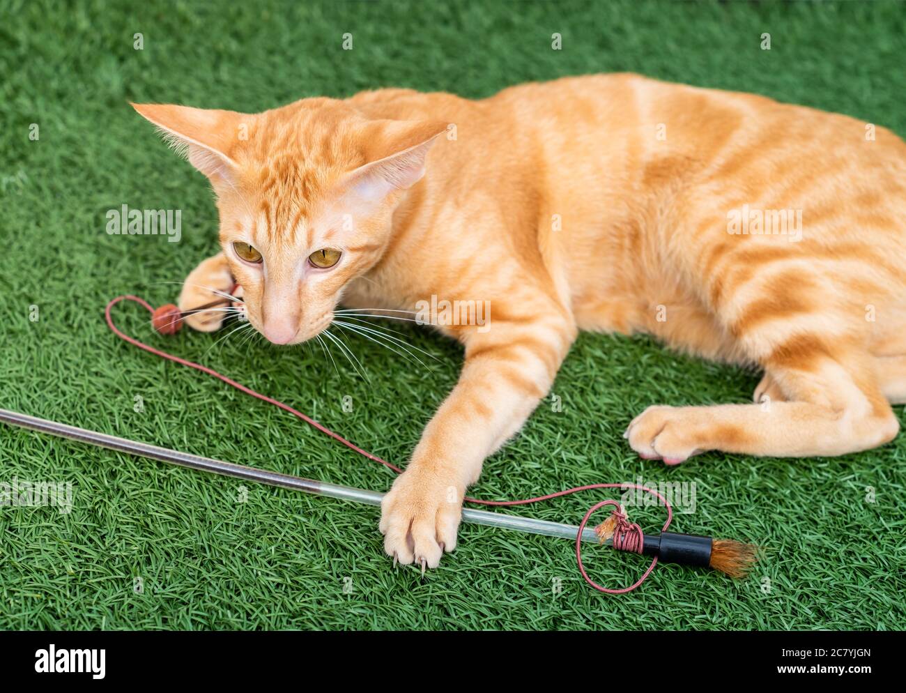 Orientalische rote Katze mit großen Ohren, klaren Augen und langer Nase auf dem grünen Teppich. Stockfoto