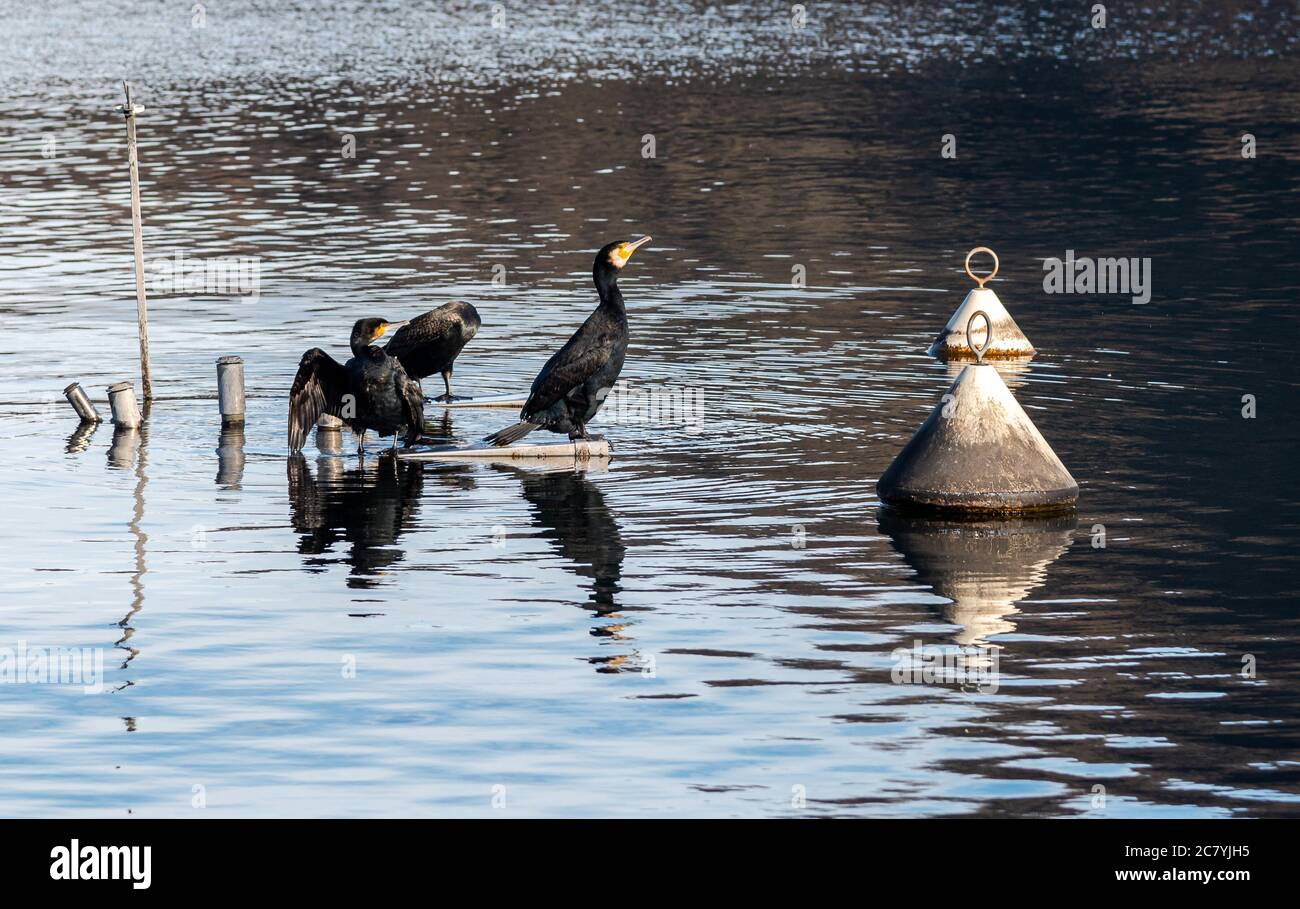 Große schwarze Kormorane auf dem See. Stockfoto