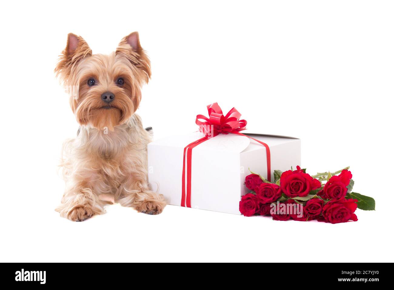 Kleiner Hund yorkshire Terrier liegt mit Geschenkbox und Blumen isoliert auf weißem Hintergrund Stockfoto